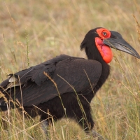 Dzioboróg kafryjski - Bucorvus leadbeateri - Southern Ground Hornbill