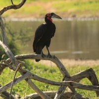 Dzioboróg kafryjski - Bucorvus leadbeateri - Southern Ground Hornbill