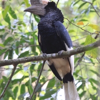 Dzioborożec baniastoczoły - Bycanistes subcylindricus - Black-and-white-casqued Hornbill