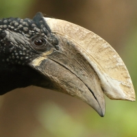 Dzioborożec srebrnolicy - Bycanistes brevis - Silvery-cheeked Hornbill