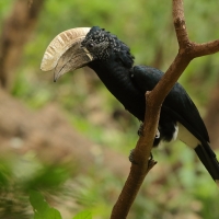 Dzioborożec srebrnolicy - Bycanistes brevis - Silvery-cheeked Hornbill