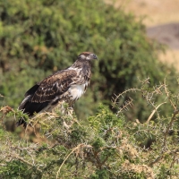Bielik afrykański - Haliaeetus vocifer - African Fish Eagle