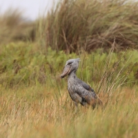 Trzewikodziób - Balaeniceps rex - Shoebill