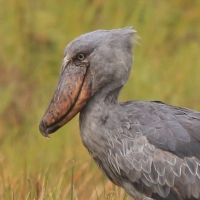 Trzewikodziób - Balaeniceps rex - Shoebill
