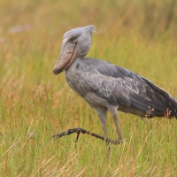 Trzewikodziób - Balaeniceps rex - Shoebill