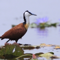 Długoszpon afrykański - Actophilornis africanus - African Jacana
