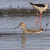 Brodziec śniady - Tringa erythropus - Spotted Redshank
