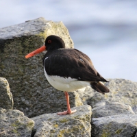 Ostrygojad - Haematopus ostralegus - Eurasian Oystercatcher