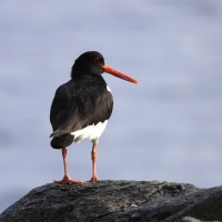 Ostrygojad - Haematopus ostralegus - Eurasian Oystercatcher