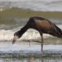 Kleszczak afrykański - Anastomus lamelligerus - African Openbill