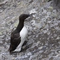 Nurzyk - Uria aalge - Common Guillemot