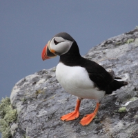 Maskonur - Fratercula arctica - Atlantic Puffin