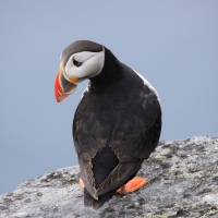 Maskonur - Fratercula arctica - Atlantic Puffin