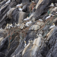 Głuptak - Morus bassanus - Northern Gannet