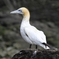 Głuptak - Morus bassanus - Northern Gannet