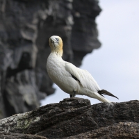 Głuptak - Morus bassanus - Northern Gannet