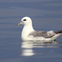 Fulmar - Fulmarus glacialis - Northern Fulmar