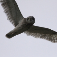 Uszatka błotna - Asio flammeus - Short-eared Owl