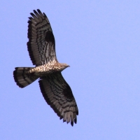 Trzmielojad - Pernis apivorus - European Honey Buzzard
