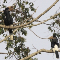 Dzioborożec baniastoczoły - Bycanistes subcylindricus - Black-and-white-casqued Hornbill