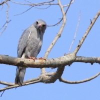 Jaszczurkołap - Kaupifalco monogrammicus - Lizard Buzzard
