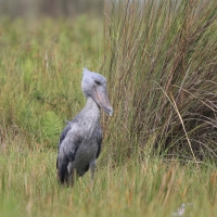 Trzewikodziób - Balaeniceps rex - Shoebill