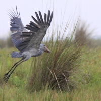 Trzewikodziób - Balaeniceps rex - Shoebill
