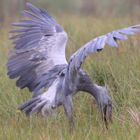 Trzewikodziób - Balaeniceps rex - Shoebill