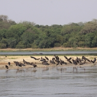 Bocian białobrzuchy - Ciconia abdimii - Abdim's Stork
