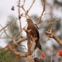 Kania egipska - Milvus migrans aegyptius - Yellow-billed Kite