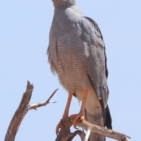 Jastrzębiak popielaty - Melierax poliopterus - Eastern Chanting Goshawk