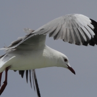 Mewa przylądkowa - Chroicocephalus hartlaubii - Hartlaub's Gull