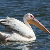 Pelikan różowy - Pelecanus onocrotalus - Great White Pelican