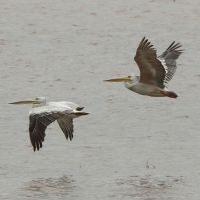 Pelikan różowy - Pelecanus onocrotalus - Great White Pelican
