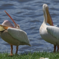 Pelikan różowy - Pelecanus onocrotalus - Great White Pelican