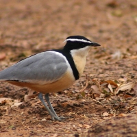 Pijawnik - Pluvianus aegyptius - Egyptian Plover
