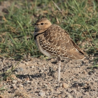 Nocobieg dwuobrożny - Rhinoptilus africanus -  Double-banded Course