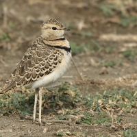 Nocobieg dwuobrożny - Rhinoptilus africanus -  Double-banded Course