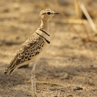 Nocobieg dwuobrożny - Rhinoptilus africanus -  Double-banded Course