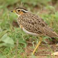 Nocobieg ozdobny - Rhinoptilus cinctus - Three-banded Courser