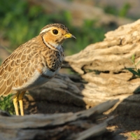 Nocobieg ozdobny - Rhinoptilus cinctus - Three-banded Courser