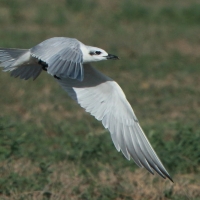 Rybitwa krótkodzioba - Gelochelidon nilotica - Gull-billed Tern