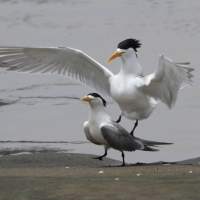 Rybitwa złotodzioba - Thalasseus bergii - Greater Crested Tern