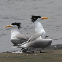 Rybitwa złotodzioba - Thalasseus bergii - Greater Crested Tern