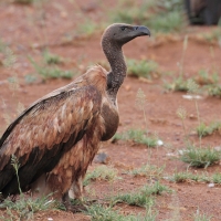 Sęp afrykański - Gyps africanus - White-backed Vulture