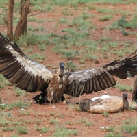 Sęp afrykański - Gyps africanus - White-backed Vulture