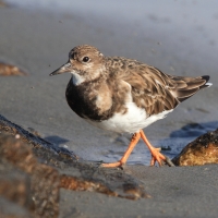 Kamusznik - Arenaria interpres - Ruddy Turnstone