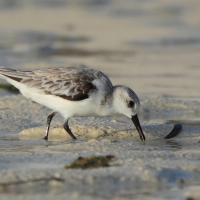 Piaskowiec - Calidris alba - Sanderling