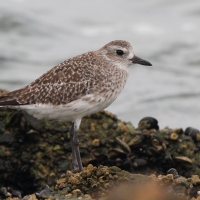 Siewnica - Pluvialis squatarola - Grey Plover