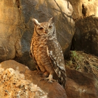Puchacz plamisty - Bubo africanus - Spotted Eagle Owl